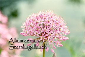 Allium-cernuum