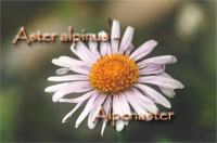 Aster-alpinus
