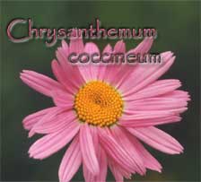 Chrysanthemum coccineum