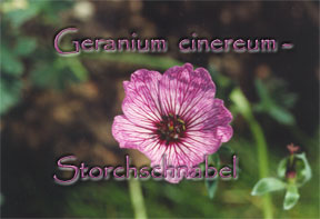 Geranium cinereum
