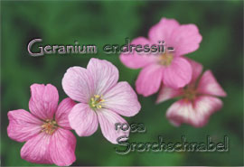 Geranium endressii
