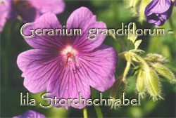 Geranium grandiflorum