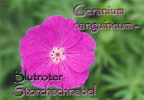 Geranium sanguineum
