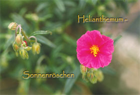 Helianthemum Lawrensons Pink