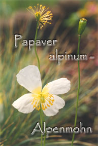 Papaver alpinum